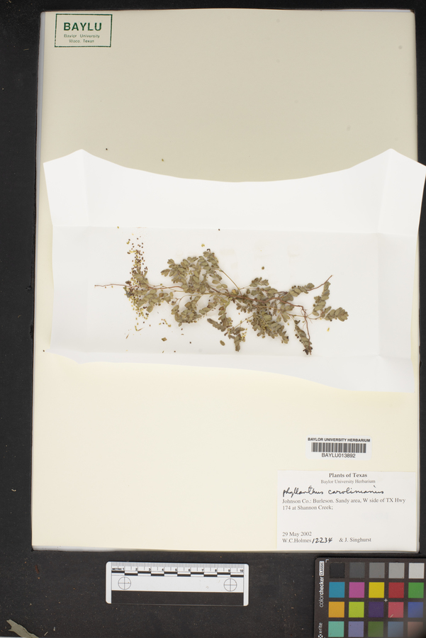 Phyllanthus carolinianus image