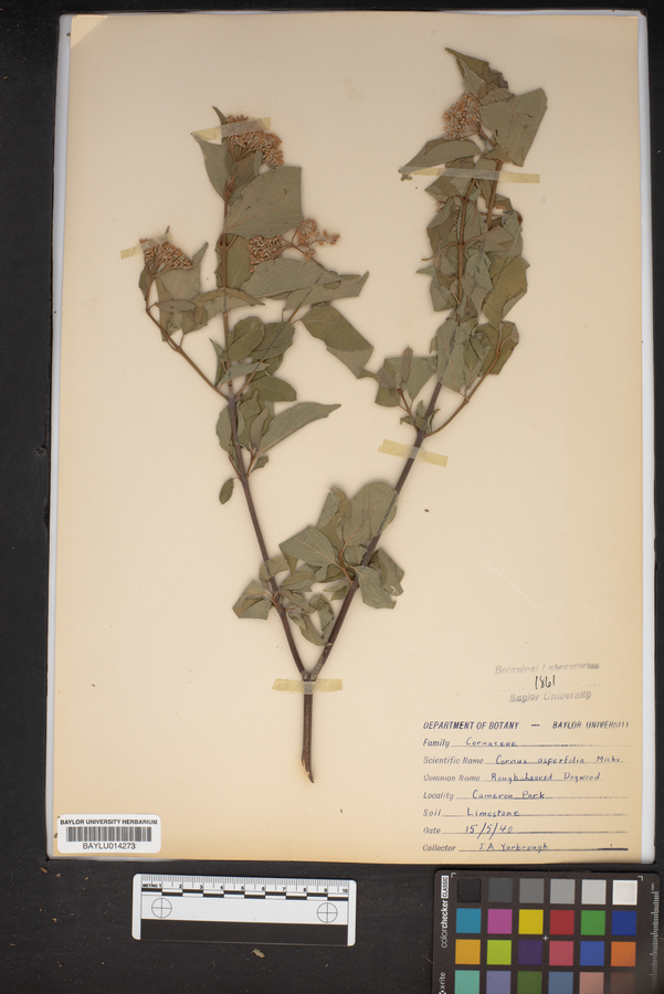 Cornus asperifolia image