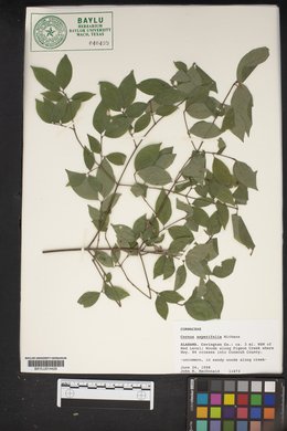 Cornus asperifolia image