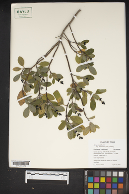 Garrya ovata subsp. lindheimeri image