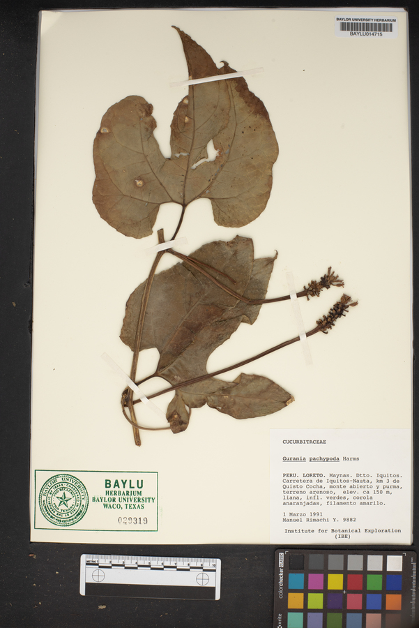 Gurania acuminata image