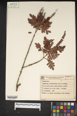 Image of Weinmannia paulliniifolia