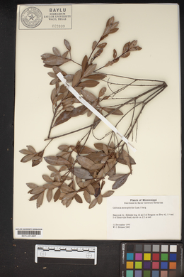 Cliftonia monophylla image