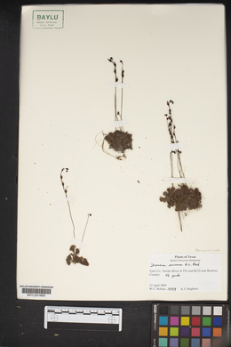 Drosera brevifolia image