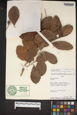 Image of Sloanea laurifolia