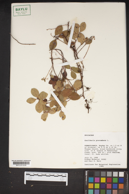 Gaultheria procumbens image