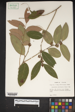 Leucothoe axillaris image