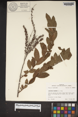 Leucothoe racemosa image