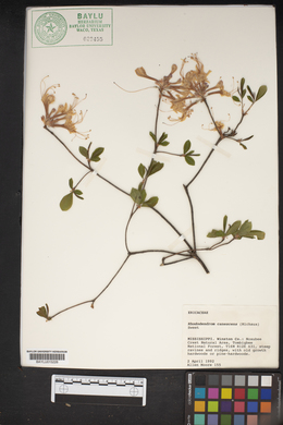 Rhododendron canescens image