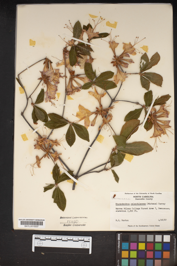 Rhododendron calendulaceum image