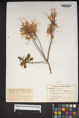 Azalea nudiflora image