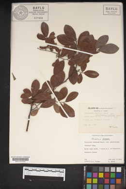 Vaccinium arboreum var. glaucescens image