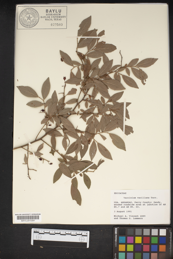 Vaccinium vacillans image