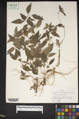 Acalypha gracilens image