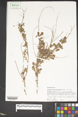 Andrachne phyllanthoides image