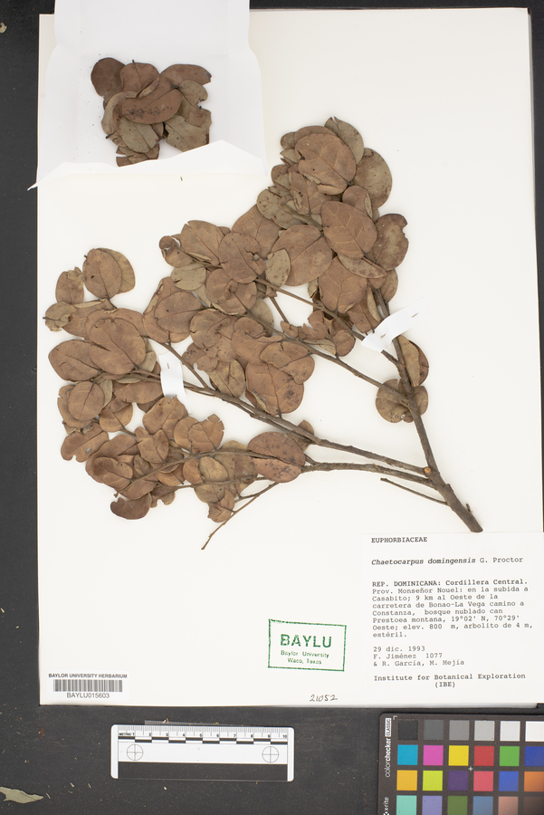 Chaetocarpus cordifolius image