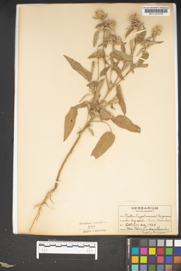 Croton engelmannii image