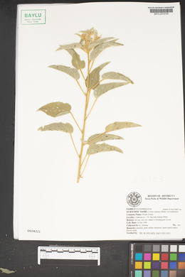 Croton capitatus image