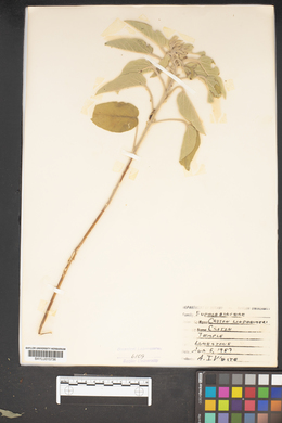 Croton lindheimeri image