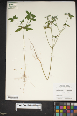 Croton glandulosus var. lindheimeri image