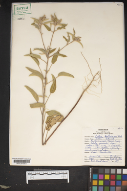 Croton lindheimeri image
