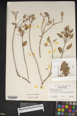 Croton punctatus image