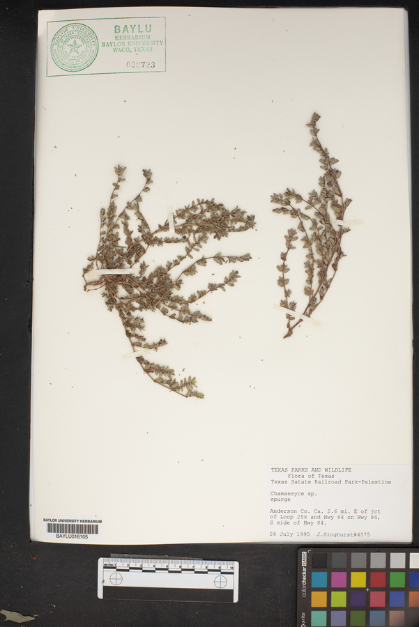 Chamaesyce sparsiflora image