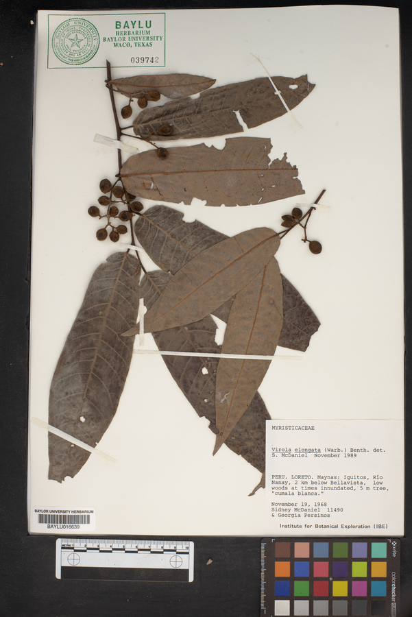 Virola elongata image