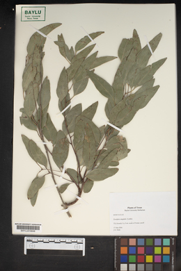 Image of Eucalyptus amygdalina