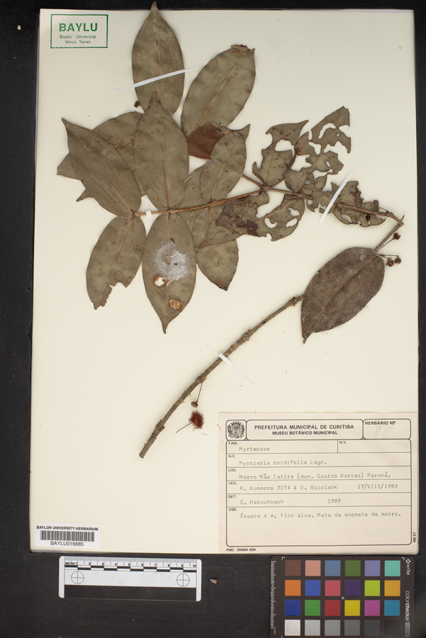 Myrciaria cordifolia image
