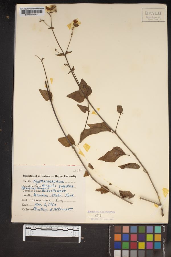 Mirabilis gigantea image