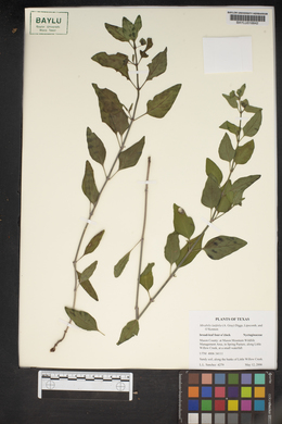 Image of Mirabilis latifolia