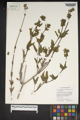 Image of Mirabilis latifolia