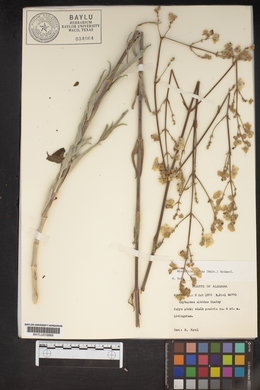 Mirabilis albida image