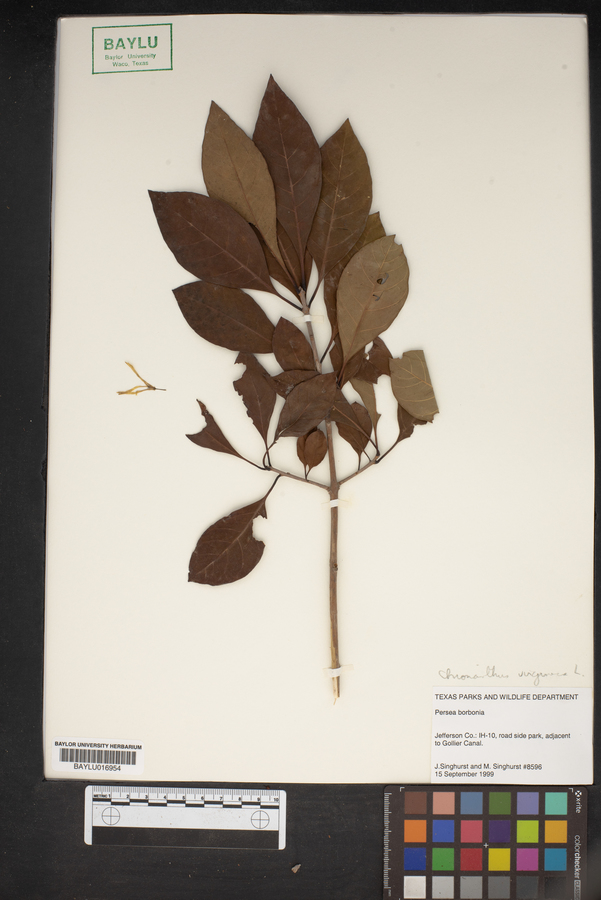 Chionanthus virginica image