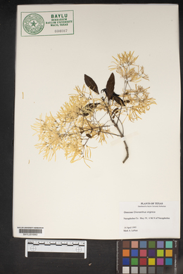 Chionanthus virginica image