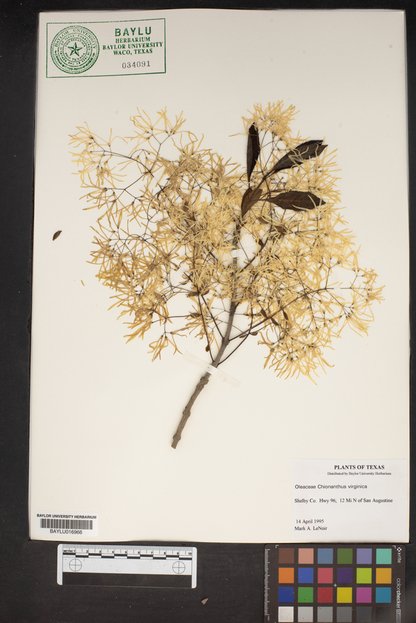 Chionanthus virginica image