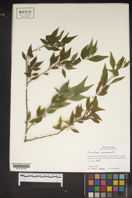 Forestiera acuminata image