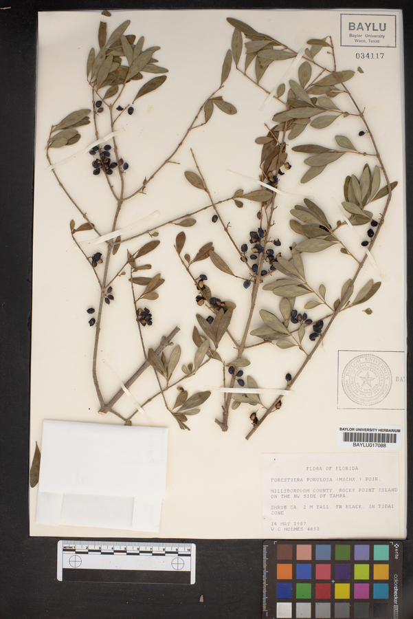Forestiera porulosa image