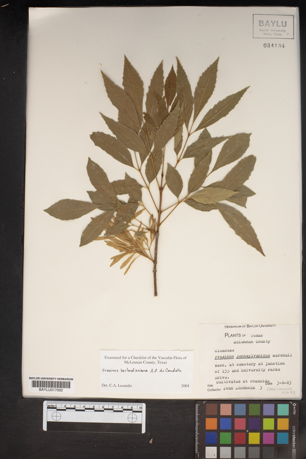 Fraxinus berlandieriana image