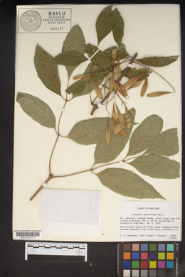 Fraxinus caroliniana image