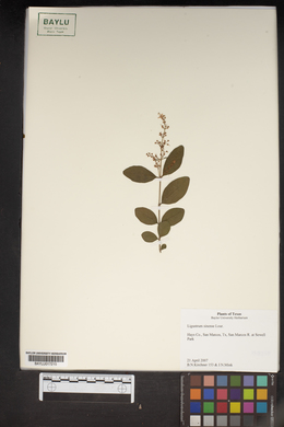 Ligustrum sinense image