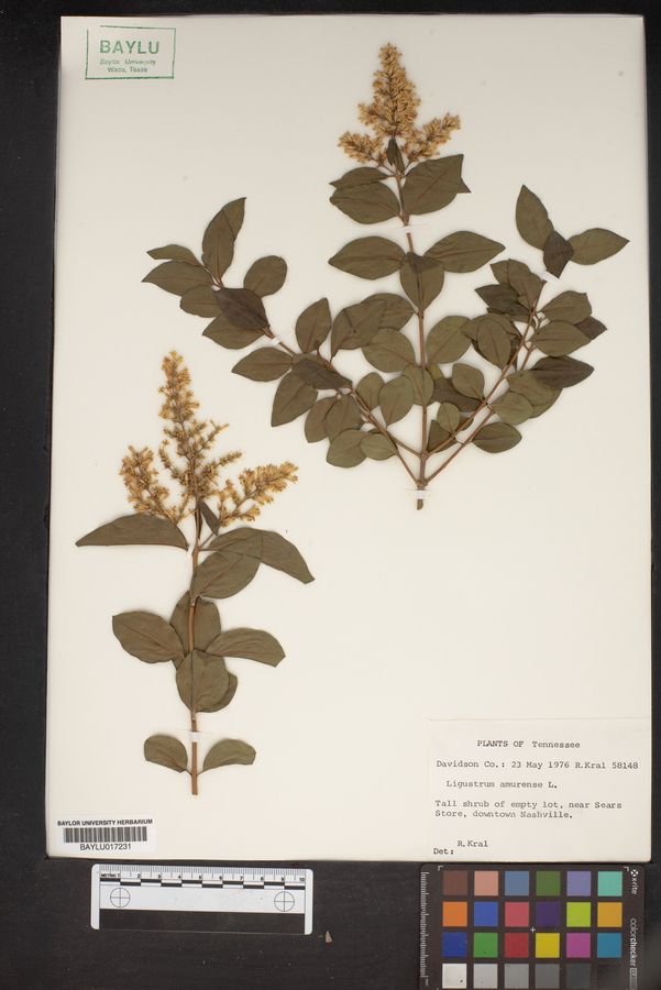 Ligustrum amurense image