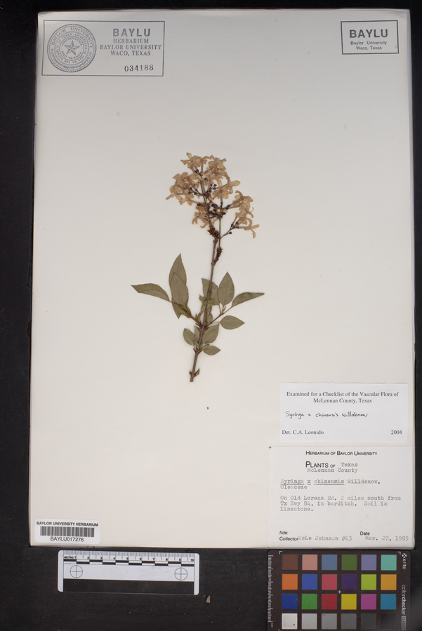 Syringa x chinensis image