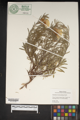 Oenothera berlandieri image