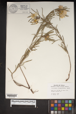 Oenothera berlandieri subsp. pinifolia image
