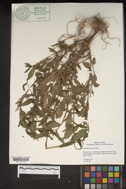 Ludwigia decurrens image