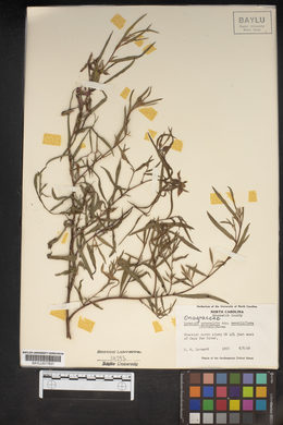 Ludwigia octovalvis subsp. sessiliflora image
