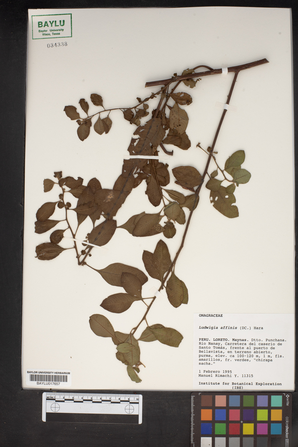 Ludwigia affinis image