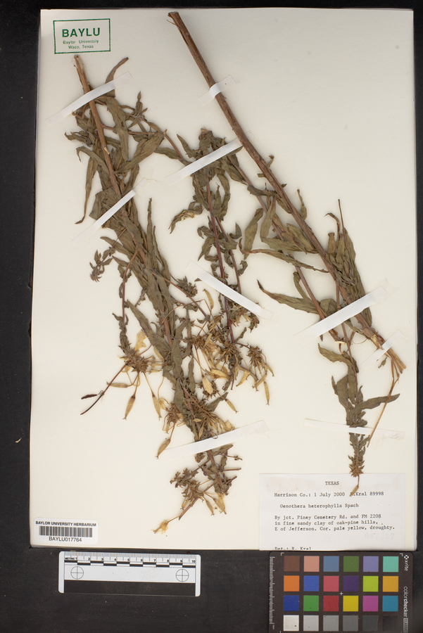 Oenothera heterophylla image